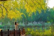 秋霞无码av麻豆-秋霞的斑斓与不为人知的世界
